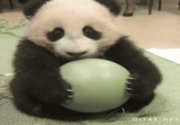 Panda ja pallo