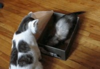 Kissa ja laatikko