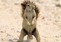 Oravan suuret pähkinät