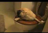 Pug in a toilet