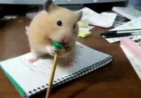 Hamsteri syö kynää.