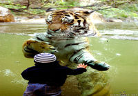 Tiikeri uimassa