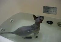 Karvaton kissa kylpemässä