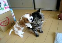Puppy loves kitty