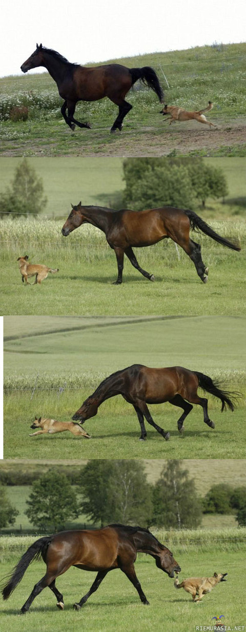 Koira vs Hevonen - Taistelu