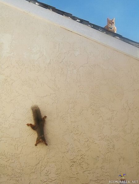 Orava piilosilla