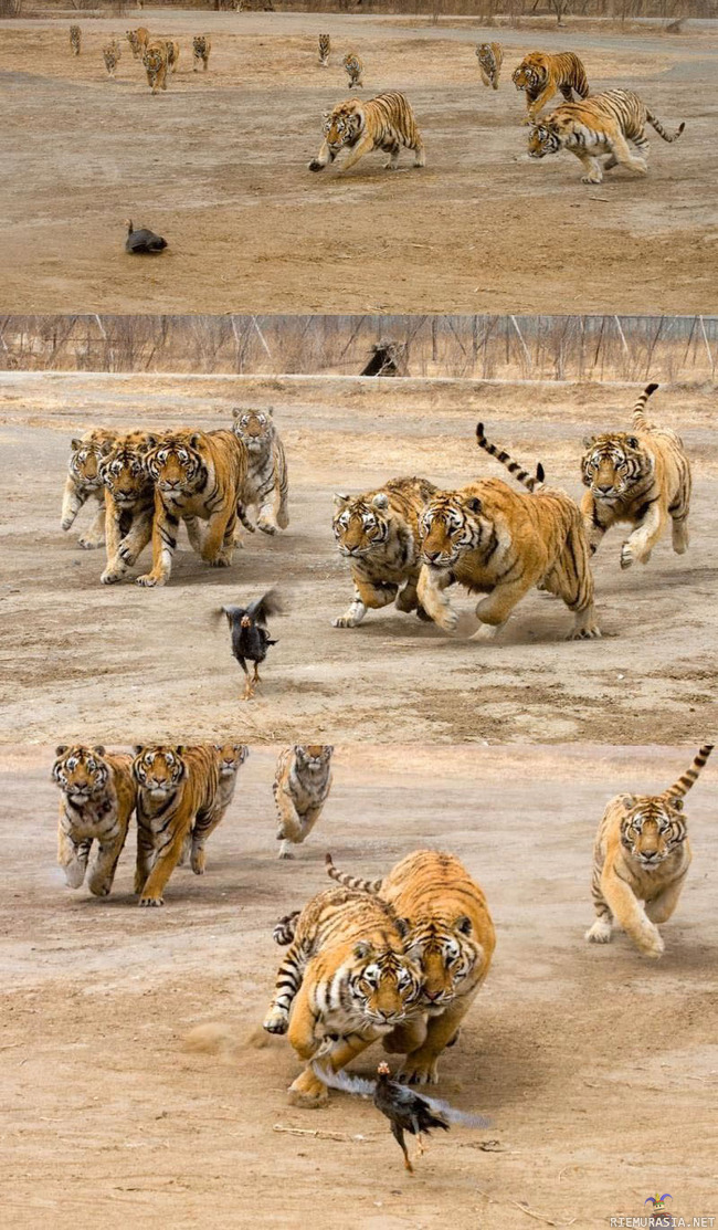 tiikerit saalistaa