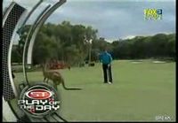 Kenguru golfkentällä