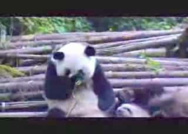 Funny pandas sneeze