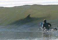 Surffaus