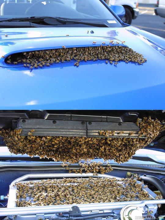 Mehiläispesä konepellin alla