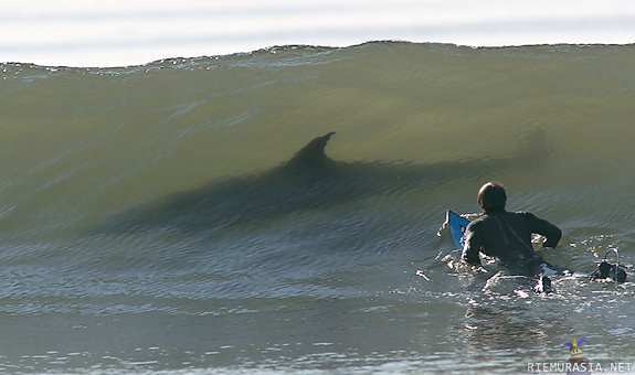 Surffaus - Ja joku pikku ylläri aallolla