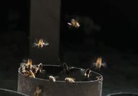 Mehiläispesä pois talosta