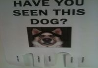 Oletko nähnyt tätä koiraa?