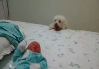 Koira tahtois vauvan luokse