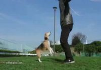 Koira ja hyppynaru