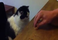 Cat plays shell game