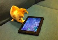 Kissanpentu ja iPad