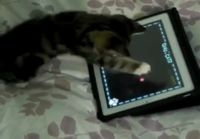 Kissa ja iPad