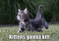 Kittens gonna kitt