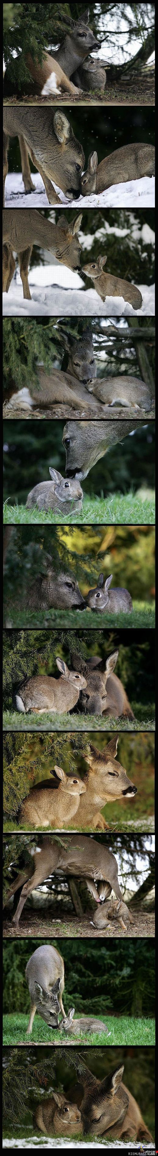 Ystävykset - Bambi & Jänis
