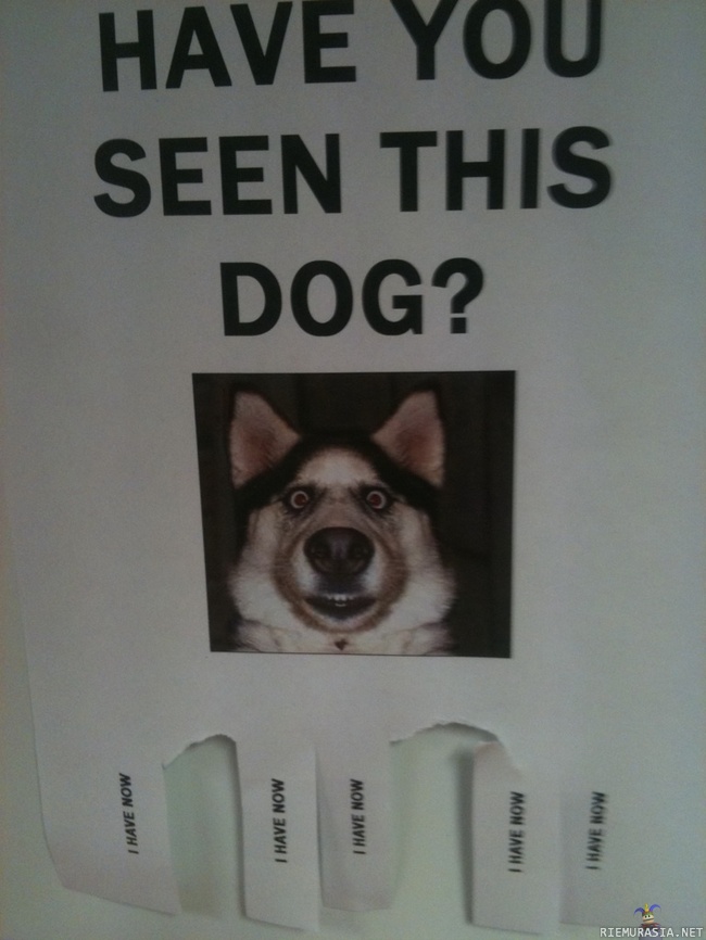 Oletko nähnyt tätä koiraa? - nyt olen