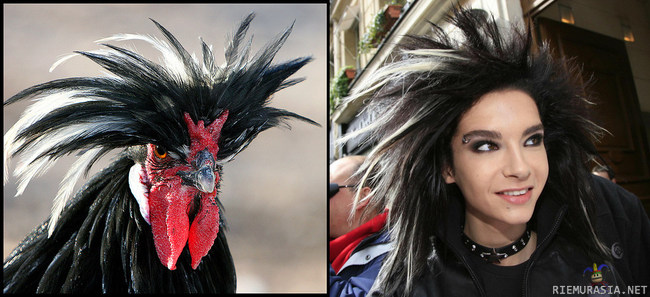Samaa näköä? - Tokio Hotelin keulakuva Bill Kaulitz vs. joku random-lintu.