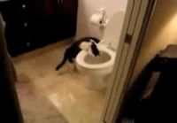 Kissa ja vessanpönttö!