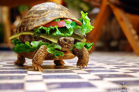 Turtleburger