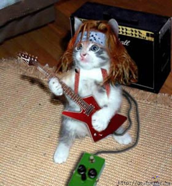 Catz of the Rock! &#34;MEOW&#34;