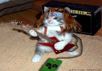 Catz of the Rock! "MEOW"