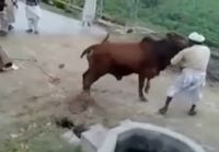 Ninja Kick Cow