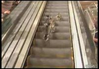 Ducks Stuck On Escalator