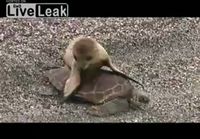 A Seal Hitching A Ride On Turtle