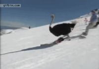 Skiing Ostrich