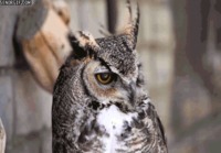 Cool Owl