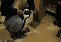 Pingviini apulainen