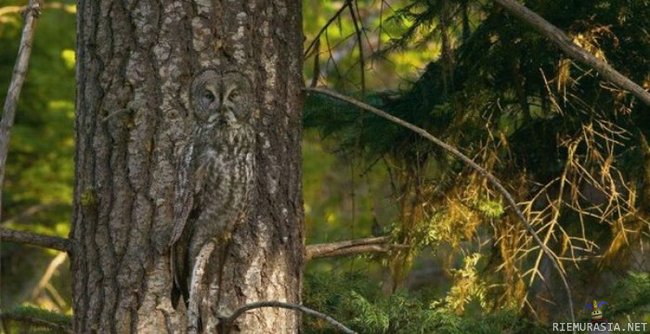 Owl Blending in with a Tree