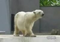 Tanssiva jääkarhu