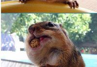 orava ja iso pähkinä