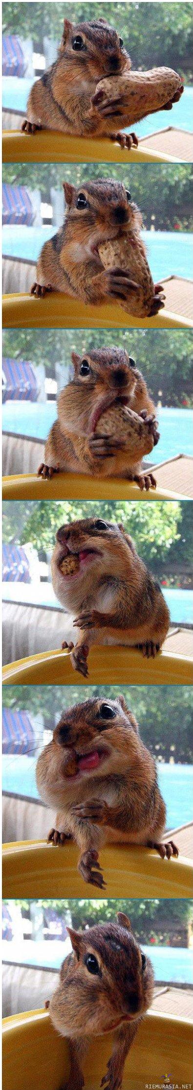 orava ja iso pähkinä - mahtuu, mahtuu