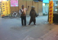 Karhu ja ihminen vierekkäin 