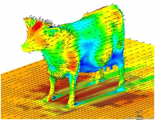 Lehmän aerodynamiikka - Tärkee juttu.