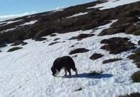 Collie löytää 19 päivää lumen alla olleen lampaan