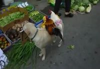Koira myy kanoja torilla