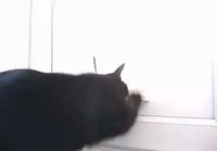 Kissa tahtoo ulos