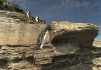 Pingviinit failaa