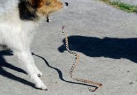 Käärme ja koira