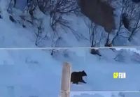 Karhut venäjällä