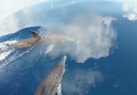 Delfiinit ui